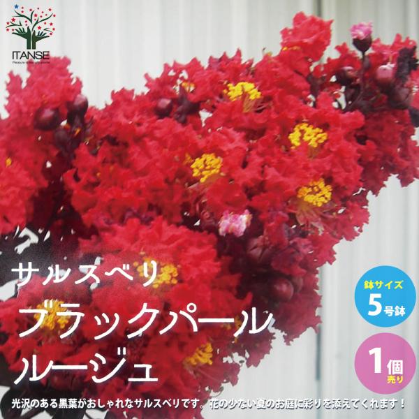 ITANSE サルスベリ ブラックパール ルージュ 庭木 5号ポット 1個売り 植木 花木 観賞用 ...