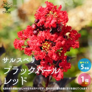 ITANSE サルスベリ ブラックパール レッド 庭木 5号ポット 1個売り 植木 花木 観賞用 新...