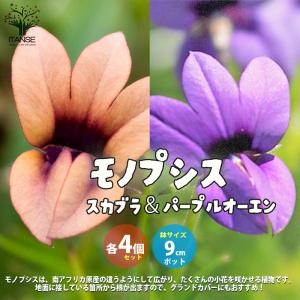 ITANSE モノプシス 【セット内容：スカブラ4個、パープルオーエン4個】 花苗  9cmポット お買い得8個セット 送料無料 イタンセ公式