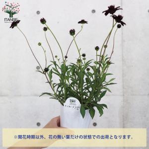 ITANSE チョコレートコスモス・チョコモカ...の詳細画像4
