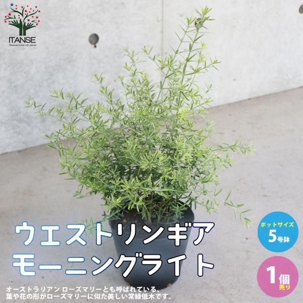 ITANSE ウエストリンギア ・モーニングライト 庭木  5号鉢 1個売り 植木 花木 観賞用 新...