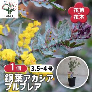ミモザアカシア 5号（15cm）ポット苗木 （ 銀葉アカシア ） 【2個