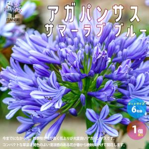 ITANSE アガパンサス サマーラブ ブルー 花苗 球根植物 6号鉢 1個売り フラワーガーデン 寄せ植え 送料無料 イタンセ公式