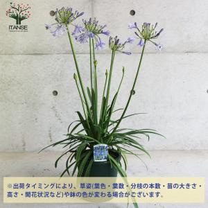 ITANSE アガパンサス サマーラブ ブルー...の詳細画像2