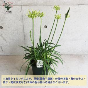 ITANSE アガパンサス サマーラブ ホワイ...の詳細画像2