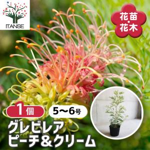 ITANSE グレビレア・ピーチ＆クリーム 庭木 5〜6号 1個売り 庭木 植木 花木 観賞用 新生活 プレゼント 贈答 送料無料 イタンセ公式