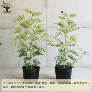 ITANSE グレビレア・ピーチ&クリーム 庭...の詳細画像2