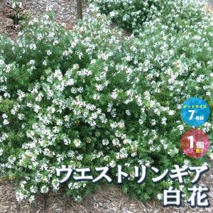 ITANSE ウエストリンギア 白花品種 庭木  7号ポット大苗 1個売り 植木 花木 観賞用 新生活 プレゼント 贈答 送料無料 イタンセ公式｜itanse