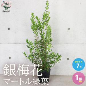 ITANSE 銀梅花 (銀香梅・マートル) 庭木 7号ポット大苗 1個売り 植木 花木 観賞用 新生活 プレゼント 贈答 送料無料 イタンセ公式