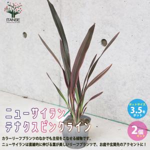 ITANSE ニューサイラン(入才蘭) テナクス ピンクライン 多年草カラーリーフ・オーナメンタルプランツ苗 3.5号ポット お買得2個セット送料無料 イタンセ公式｜itanse