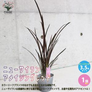 ITANSE ニューサイラン(入才蘭) アメイジングレッド 庭木 多年草カラーリーフ・オーナメンタルプランツ苗 3.5号ポット 1個売り贈答 送料無料 イタンセ公式