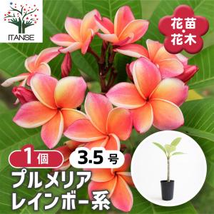 プルメリア苗木 イエロー 花木苗 3.5号/お買い得2個セット 花木 花木の