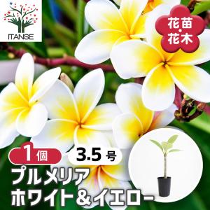 プルメリア苗木 イエロー 花木苗 3.5号/お買い得2個セット 花木 花木の