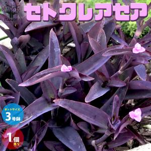 ITANSE セトクレアセア (ムラサキゴテン) 花苗 カラーリーフ 3号ポット