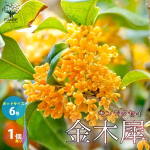 ITANSE 金木犀(キンモクセイ) 庭木 6号ポット 1個売り 植木 観賞