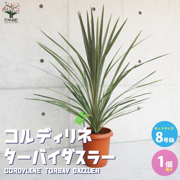 ITANSE カラーリーフ コルディリネ ターバイダスラー 庭木 8号 1個売り 花の苗 フラワーガ...