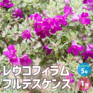 激レア】リグナムバイタ・癒瘡木の越冬した実生苗2 激レア