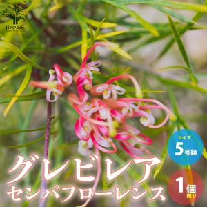 ITANSE 福寿ロウバイの苗 庭木 7号鉢大苗 1個売り 福寿 フクジュ