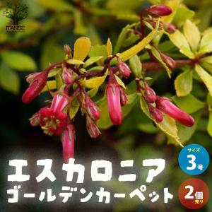 日本花キ流通 マンゴー リリー 6号鉢 送料無料 接木苗 苗木 果樹苗