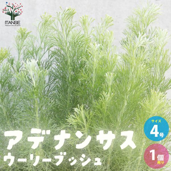 ITANSE アデナンサス ・ウーリーブッシュ 庭木 4号ポット 1個売り 植木 花木 観賞用 新生...