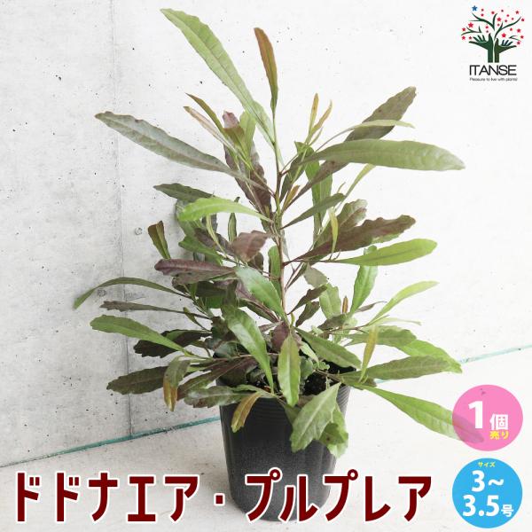 ITANSE ドドナエア・プルプレア(パープレア) 庭木 3〜3.5号ポット 1個売り 植木 花木 ...