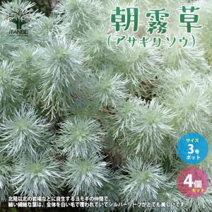 ITANSE 朝霧草(アサギリソウ) 多年草・カ...の商品画像