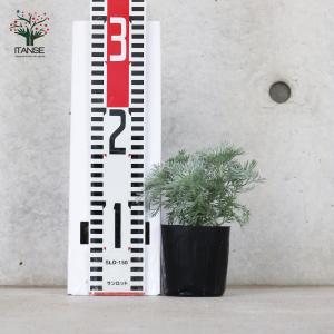 ITANSE 朝霧草(アサギリソウ) 多年草・...の詳細画像1