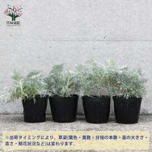 ITANSE 朝霧草(アサギリソウ) 多年草・...の詳細画像2