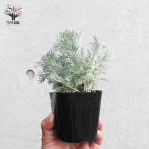 ITANSE 朝霧草(アサギリソウ) 多年草・...の詳細画像3