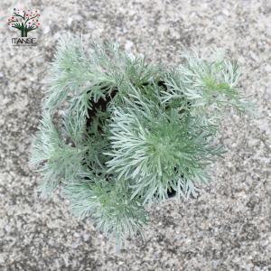 ITANSE 朝霧草(アサギリソウ) 多年草・...の詳細画像4