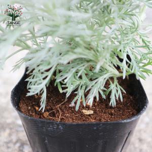 ITANSE 朝霧草(アサギリソウ) 多年草・...の詳細画像5