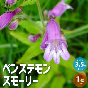 ITANSE ペンステモン スモーリー 多年草 ...の商品画像