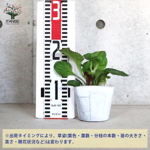 ITANSE ペンステモン スモーリー 多年草...の詳細画像1