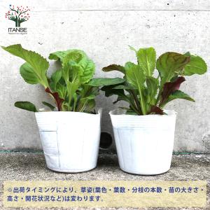 ITANSE ペンステモン スモーリー 多年草...の詳細画像2
