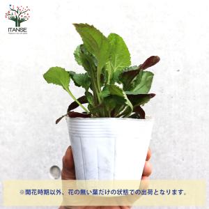 ITANSE ペンステモン スモーリー 多年草...の詳細画像3