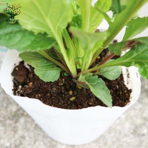 ITANSE ペンステモン スモーリー 多年草...の詳細画像4