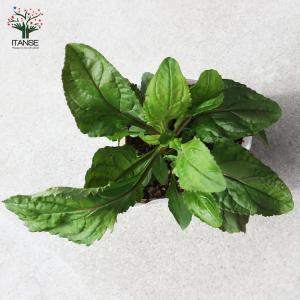 ITANSE ペンステモン スモーリー 多年草...の詳細画像5