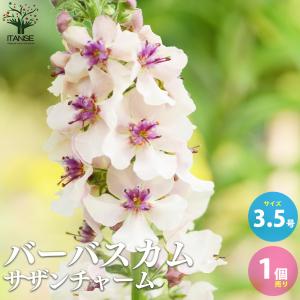 ITANSE バーバスカム サザンチャーム 多年草 花苗 3.5号ポット 1個売り 花の苗 フラワーガーデン 寄せ植え 送料無料 イタンセ公式｜itanse