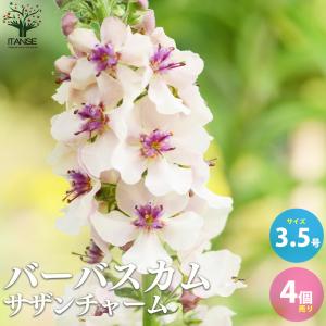 ITANSE バーバスカム サザンチャーム 多年...の商品画像
