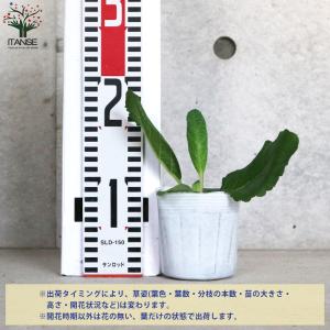 ITANSE バーバスカム サザンチャーム 多...の詳細画像1
