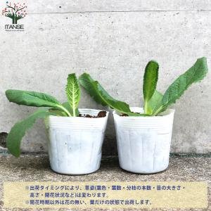 ITANSE バーバスカム サザンチャーム 多...の詳細画像2