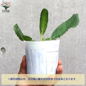 ITANSE バーバスカム サザンチャーム 多...の詳細画像3