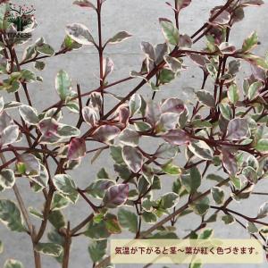 ITANSE ロフォミルタス マジックドラゴン...の詳細画像3