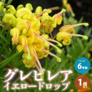 ITANSE グレビレア・イエロードロップ 花木苗 庭木 6号ポット 1個売り 植木 観賞用 新生活 プレゼント 贈答 送料無料 イタンセ公式｜itanse