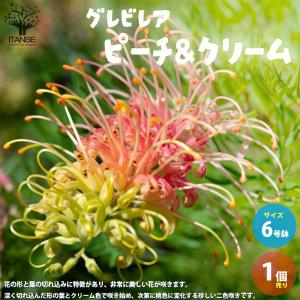 ITANSE グレビレア・ピーチ＆クリーム 花木苗 庭木 6号ポット 1個売り 植木 観賞用 新生活 プレゼント 贈答 送料無料 イタンセ公式｜itanse