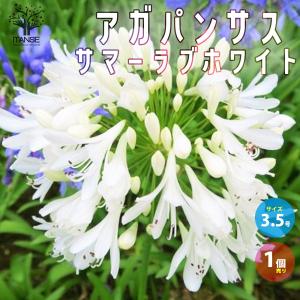 ITANSE アガパンサス サマーラブ ホワイト 球根植物 花苗 3.5号ポット 1個売り 花の苗 フラワーガーデン 寄せ植え 送料無料 イタンセ公式｜itanse