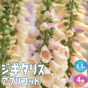 クロモジ （黒文字） 根巻き苗 : 苗木部 花ひろばオンライン - 通販