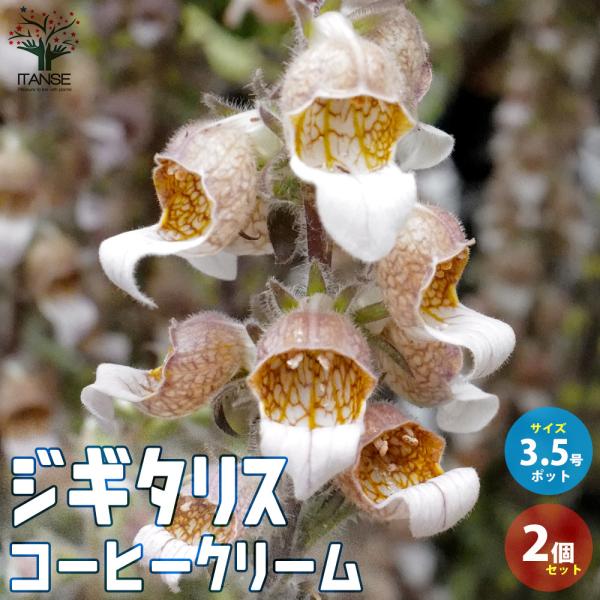 ITANSE ジギタリス コーヒークリーム(カフェクリーム) 宿根草 花苗 10.5cmポット お買...