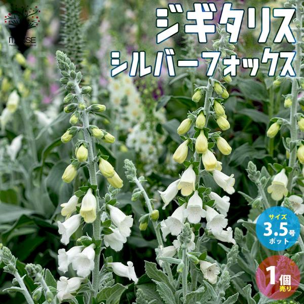 ITANSE ジギタリス シルバーフォックス 宿根草 花苗 10.5cmポット 1個売り フラワーガ...