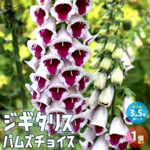 予約販売 クリスマスローズ苗 グリーンリップ・利休系 12cmポット 送料